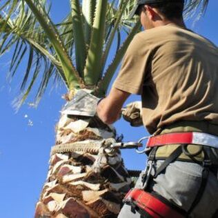 PALM TREE TRIMMING - IMMAGE OF A MAN SECURED TO A TALL PALM TREE AS HE IS TRIMMING IT
