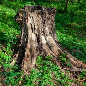 TREE STUMP REMOVAL - IMAGE OF A TREE STUMP WITH GREEN  FOILIAGE ON THE GROUND AROUND IT