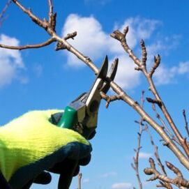 TREE PRUNING - CLOSE OF IMAGE SHOW HOW A LIVE TREE BRANCH IS PRUNED