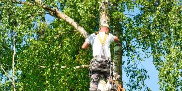 TREE TRIMMING BY HESPERIA TREE CARE SERVICE - IMAGE OF A MAN USING SAFETY EQUIPMENT IN AS HE TRIMS A TALL BIRCH TREE FULL OF GREEN LEAVES