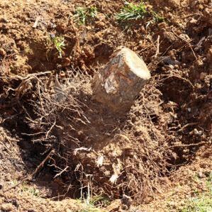 TREE STUMP AND  ROOTS DUG OUT AND READY TO BE REMOVED FROM GROUND
