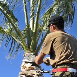 PALM TREE TRIMMING - IMMAGE OF A MAN SECURED TO A TALL PALM TREE AS HE IS TRIMMING IT