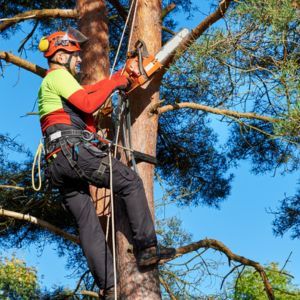 TREE TRIMMING SERVICE - IMAGE OF A MAN PERFORMING TREE TRIMMING SERVICE OF A TREE WITH A CHAINSAW 