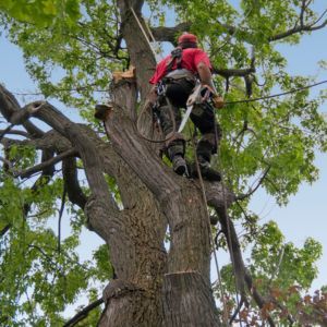 TREE TRIMMING NEAR ME - IMAGE OF  A MAN  TRIMMING A TALL TREE WITH SAFETY GEAR