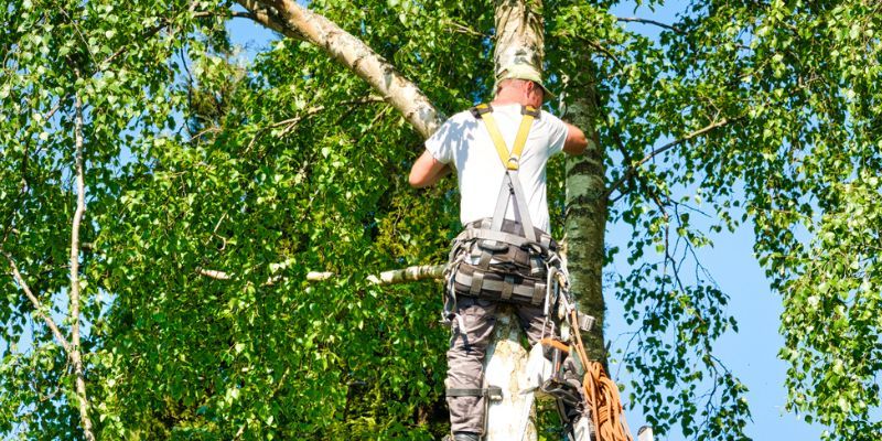 TREE TRIMMING IN HESPERIA - IMAGE OF TRIMMING A TREE USING SAFETY GEAR WHILE HIGH IN A TALL BIRCH TREE WITH FULL GREEN FOILIAGE