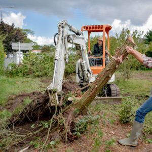 TREE STUMP & ROOTS REMOVAL USING HEAVY EQUIPMENT