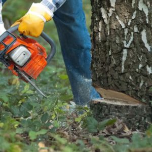 TREE REMOVAL BY HESPERIA TREE SERVICE - IMAGE OF MAN REMOVING A TREE WITH A CHAINSAW