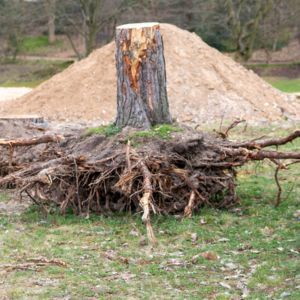 SRUMP AND ROOT REMOVAL - IMAGE OF A TREE STUMP & ROOTS RESTING ON GROUND IN FRONT OF A LARGE PILE OF DIRT TO BE USED TO FILL IN THE HOLE REMOVING IT HAS LEFT