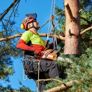 TREE TRIMMING - Image of a Hesperia Tree Service professional using safety equipment as he is high up in a pine tree that he is trimming with a chainsaw.